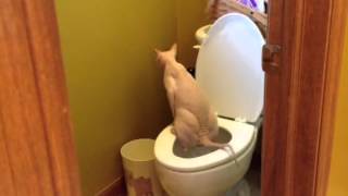 Sphynx Marius Going Potty