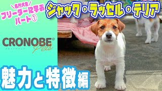 【ブリーダーさんから学ぶシリーズ①】ジャックラッセルテリアの基礎知識！魅力や特徴を徹底解説！