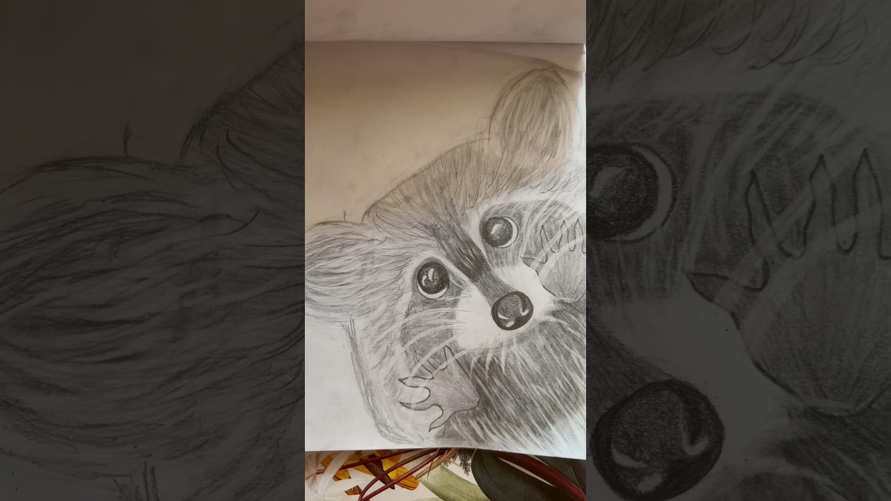 Рисунок Енота | Raccoon Drawing 
