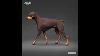 Doberman Pinscher Natural Ears Docked Tail 3D Print Pose 03 | Resin 3D Print STL | dog breed Sculptu