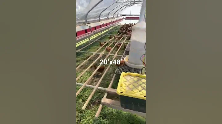 How we daily move 15,000 hens on pasture - HenGear Portable Chicken Coops -20’x48’