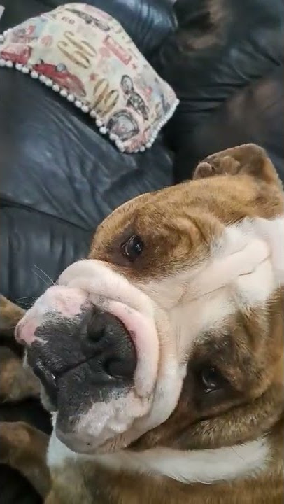 my bulldog watching movie 🎬 part1 ✨️💙