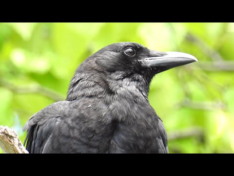 Vidéo: Racemose De Corbeau, Ou Racemose D'actée à Grappes Noires