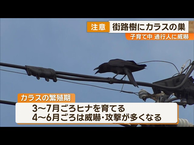 ④カラス Threatening passersby!!] 