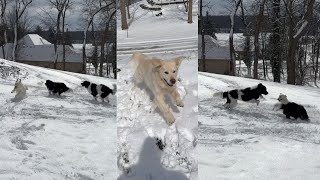 Golden Retrievers & Newfoundlands Have A Snow Day by Charlie The Golden 18 50,962 views 2 months ago 2 minutes, 29 seconds