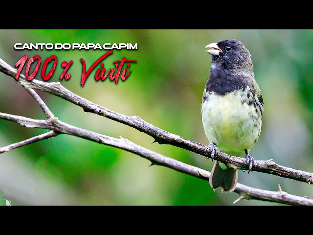 Coleiro Papa Capim Canto Viviti, Coleiro Papa Capim Canto Viviti Curta  nossa Página e Coompartilhe!, By Cantos e Encantos de Pássaros