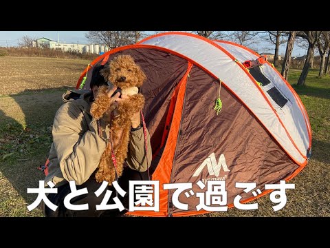 犬と一緒に公園　テントでのロコはガラが悪い・・・！？