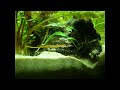 Rhinogobius - A hard days work (Rhinogobius wui)