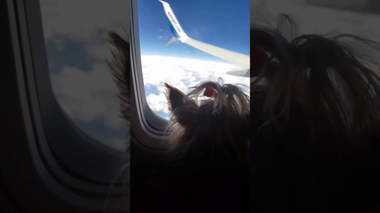 Flying with my Yorkie dog. Love westjet! YouTube