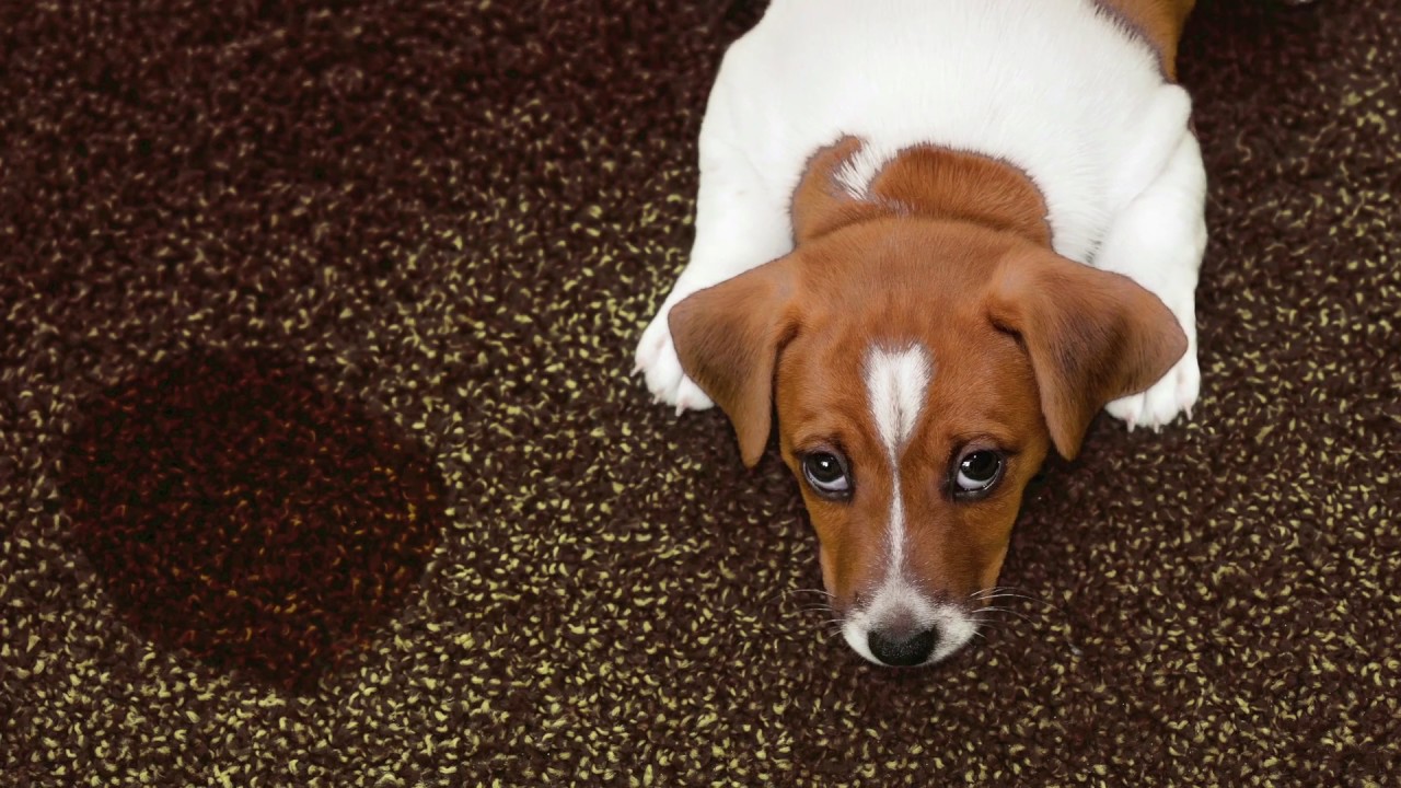 Rainbow International Carpet Cleaning, Rug Cleaning Chicago North Suburbs YouTube