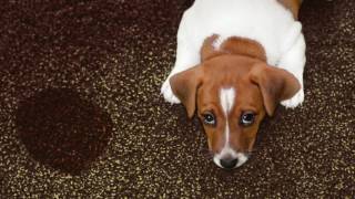 Rainbow International - Carpet Cleaning Rug Cleaning