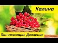 Съешьте ягодку: какие ягоды снижают давление