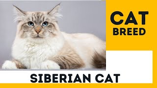 Everything You Need To Know About Siberian Cat