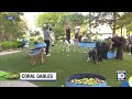 Chewy hosts tennis-themed dog event with thousands of balls in Coral Gables