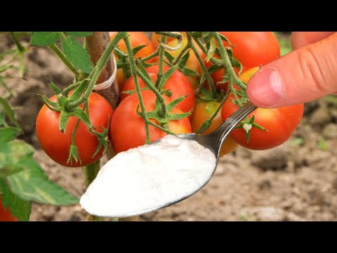 Video: Помидор үчүн калий перманганаты: помидордун көчөттөрүн сугаруу жана күнөсканага жана ачык талаага чачуу үчүн колдонуу, үрөндү дарылоо