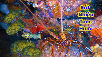 Lặn Biển Trường Sa Bắt Tôm Hùm Cá Mặt Quỷ Đắc Giá Kiếm Tiền Triệu || Nghề Lặn Biển