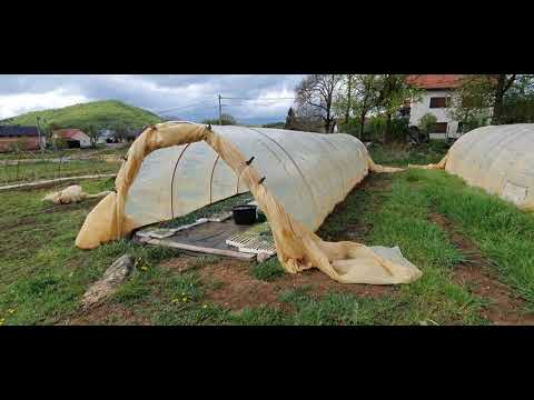 Video: Kako Uzgajati Sadnice Povrća