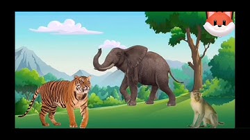 Tìm hiểu những con vật sống trong rừng