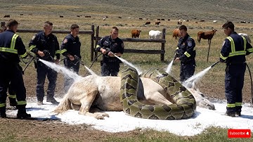 animal rescue: rescue mother horse from giant python attack