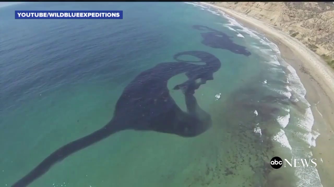 Millions of Sardines Cloud San Diego Coast YouTube