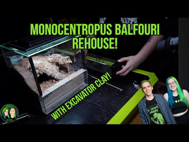 Monocentropus Balfouri Rehouse! - Excavator Clay Build! 