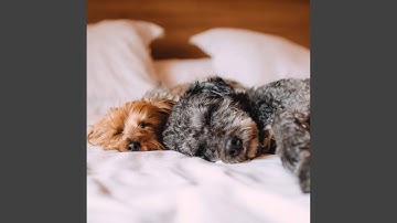 Understated Ambiance for Lazy Doggo