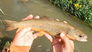 Tenkara in the Iowa Driftless - Vlog #61