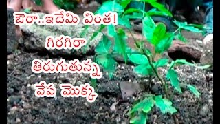 Unbelievable : A Neem Plant rotating it self