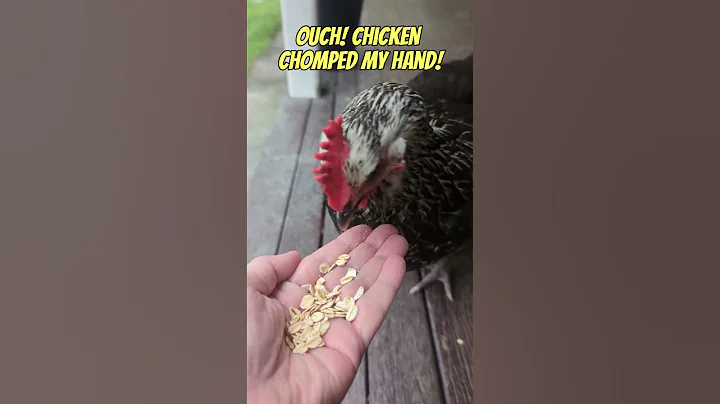 Ouch! Hand feeding our chicken oats 🤠🫲🐔
