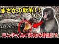 【パンチくん🐵】ハプニング発生！心配する姿を見せた小さいヒーローパンチ♡