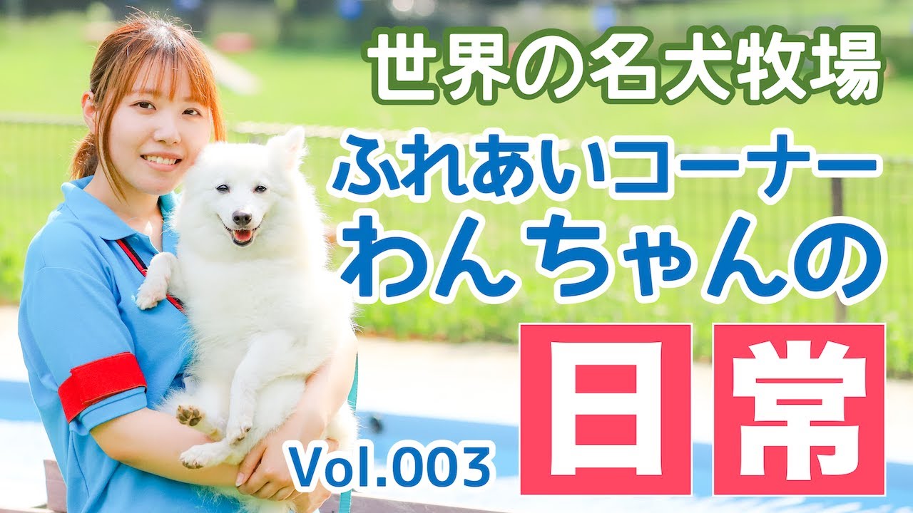 世界の名犬牧場 ふれあいコーナーわんちゃんの日常 Vol 003 Youtube 世界の名犬牧場 ふれあいコーナーわんちゃんの日常 Vol 003 Youtube