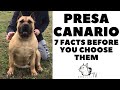 Before You Buy a Dog - PRESA CANARIO, CANARY ISLAND DOG - 7 Facts to Consider!   DogcastTV!