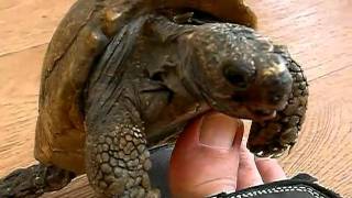 Peter the tortoise do not mess with pete