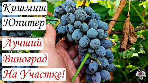 Лучший сорт винограда на моём участке! Кишмиш ЮПИТЕР