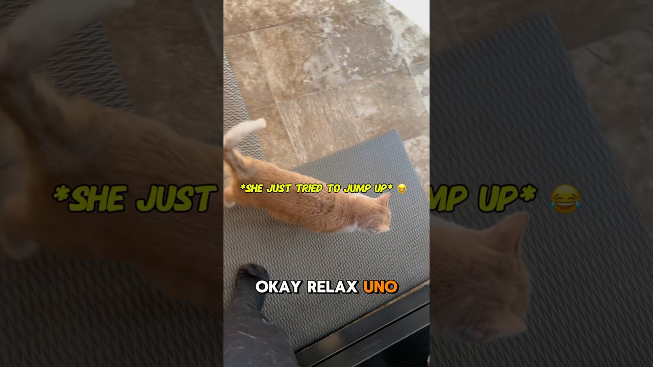 Cat + Catnip + Laser = Chaos