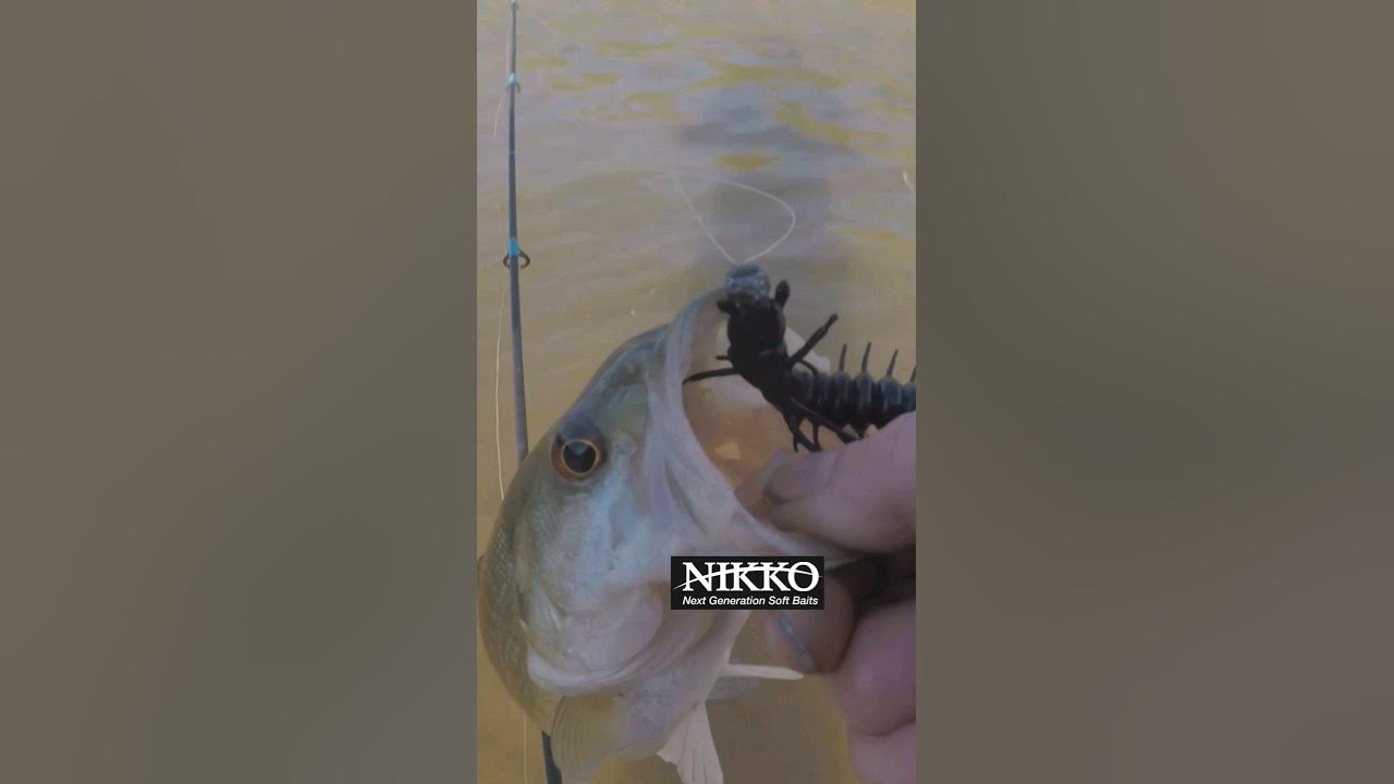 Nikko Fishing Baits!(Nikko Hellgrammote) THE BEST CREEK/RIVER BAIT