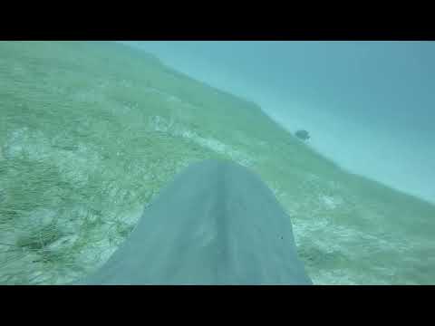 Tiger shark seagrass survey