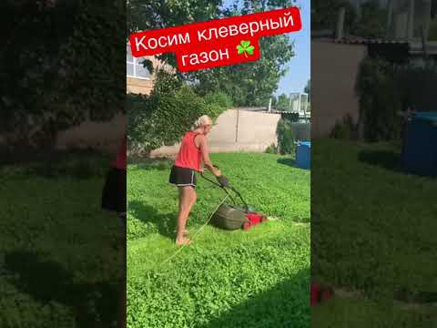 Клеверный газон зарос