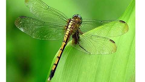 LTVC LỚP 4-TUẦN 22-CHỦ NGỮ TRONG CÂU KỂ AI THẾ NÀO