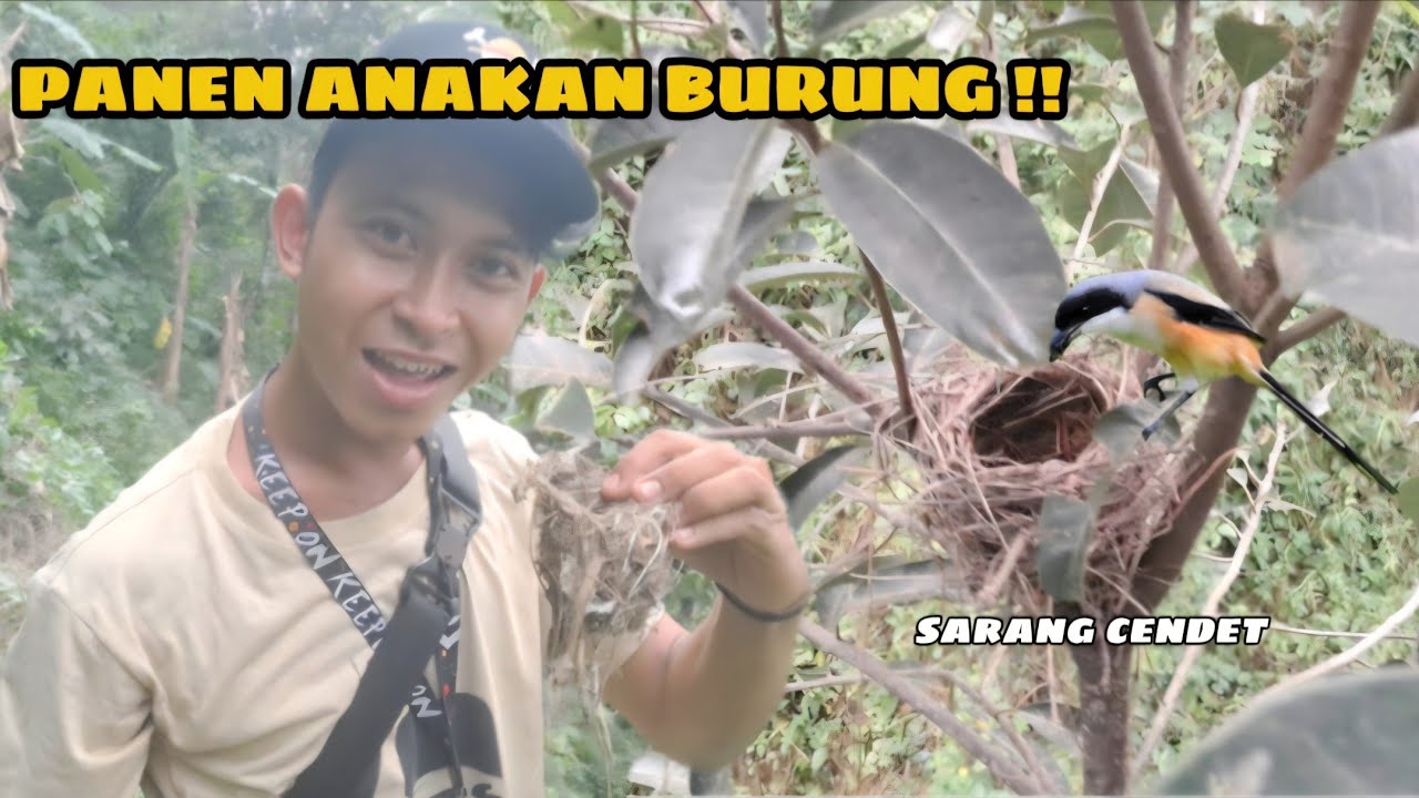 NGEBOLANG MENCARI ANAKAN BURUNG APAKAH AKAN DAPAT ANAKANYA !!
