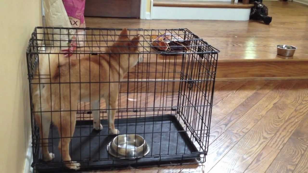 Shiba Inu Houdinis Out Of Crate You Shiba Inu Houdinis Out Of Crate