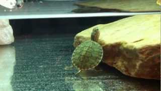 Gary the Red eared slider is home by Melany Klohoker 490 views 11 years ago 3 minutes, 11 seconds