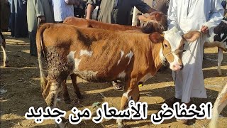 توقعات انخفاض الأسعار بسبب قلة الشراء (سوق دمنهور للمواشي اليوم 8/27
