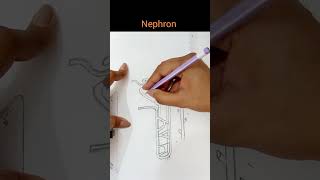 how to draw nephron diagram #biologydiagram #art #shortvideo #shorts #learnwithyashvi#