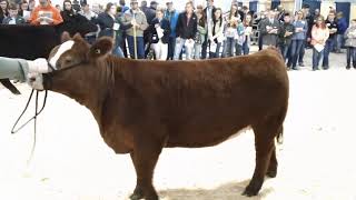 JJC 2018 Simmental Heifers Jjc 2023 Simmental Heifers