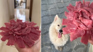 Samoyed Eats Beef #shorts