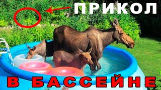 Лучшие приколы | Смеялся до слез | Funny video | Подборка приколов и смешных видео | Июнь 2020