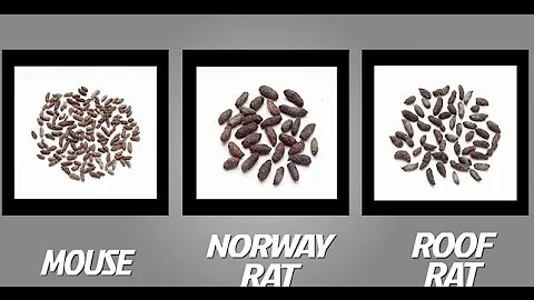 How to Identify Mice and Rats | TOMCAT | Scotts Miracle-Gro Canada - DayDayNews