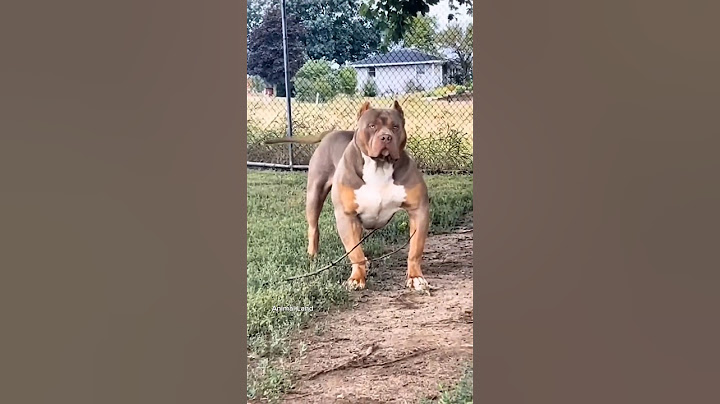Small vs Big Dog transformation #animals #animaltransformation #doberman #mastiff #bulldog #shorts