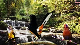 MASTERING MURAI BATU ISIAN CIGUN CILILIN LOVEBIRD KENARI PRENJAK CAKCUNGKOK KAPASTEMBAK PLATUK PLECI